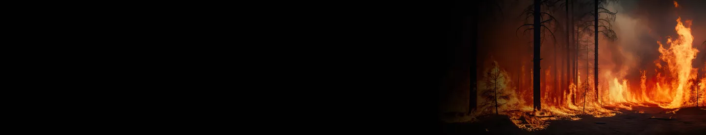 wild fire in a forest