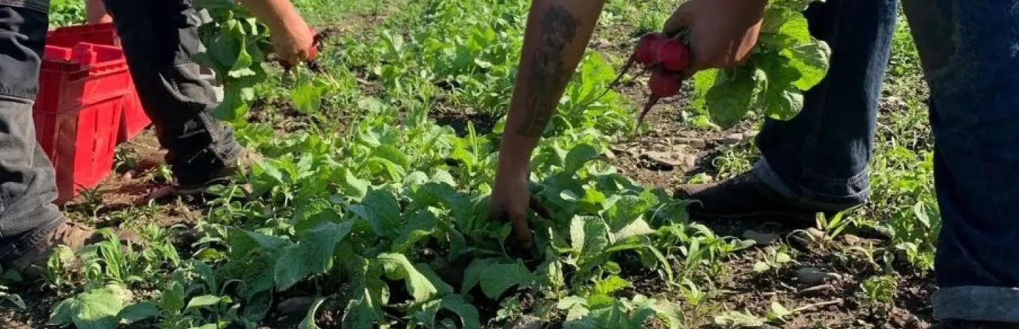 Farmers rooting radishes from the ground. 