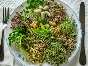 plate with vegetables including sprouts