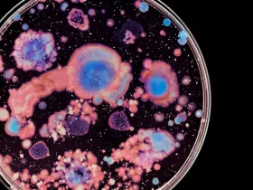 Macro photo of colorful wild growing bacteria and molds in a petri dish.