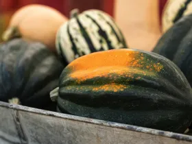 assortment of squash in metal barrel  