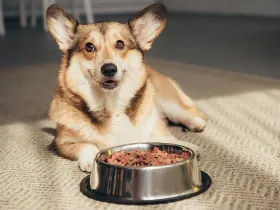Dog with pet food bowl