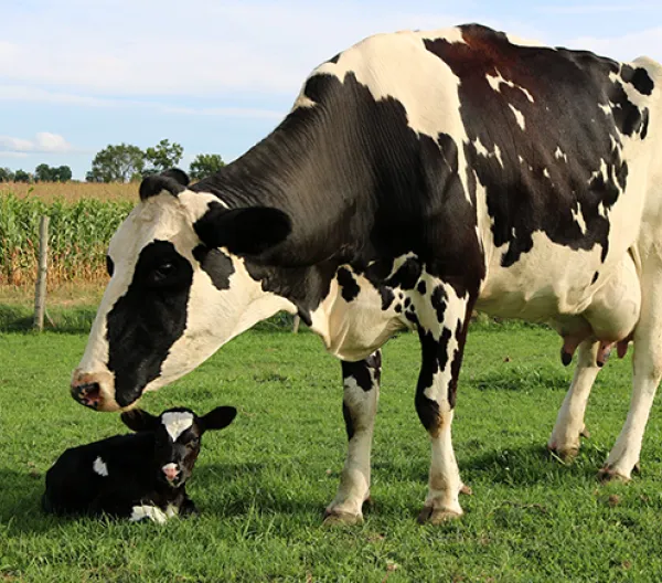 Cow and calf in a field