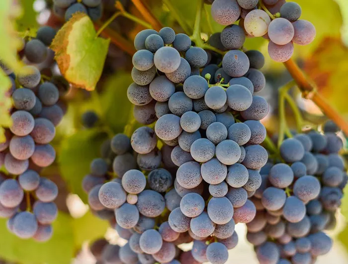 Thomcord grapes on the vine
