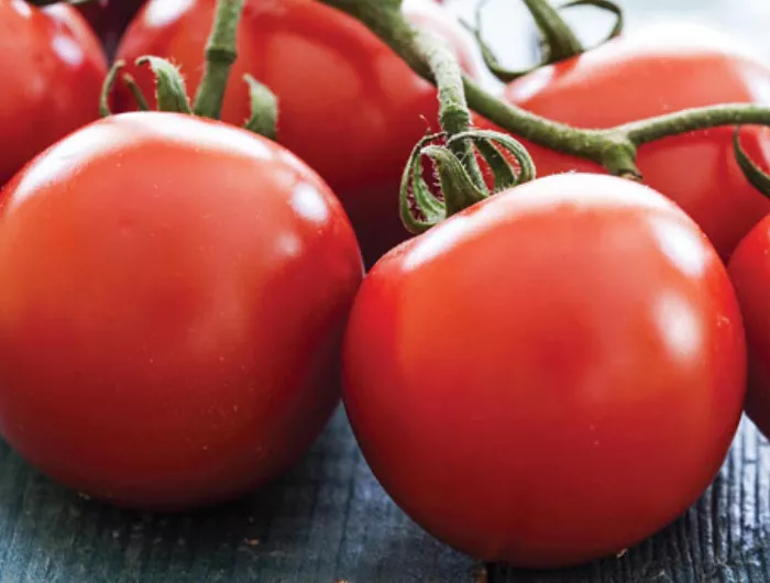 Campari tomatoes on the vine