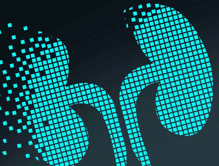 kidneys illustration