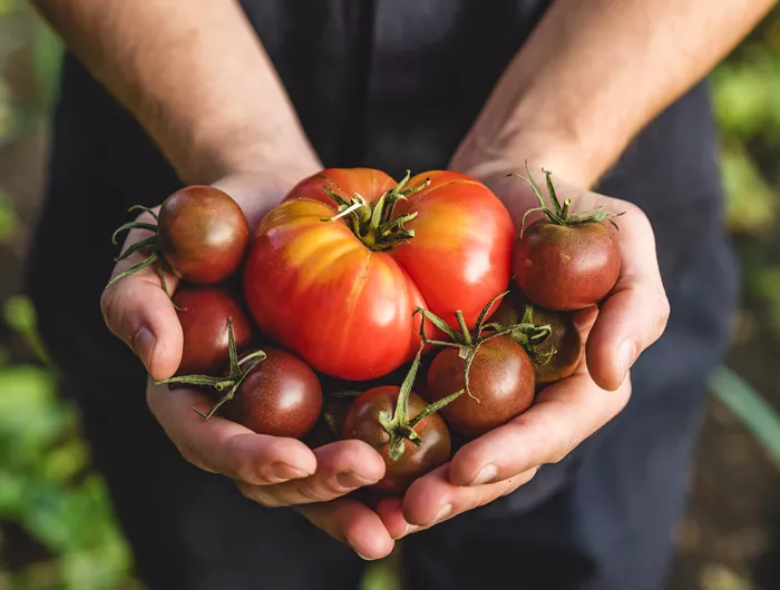 hands holding tomatoes