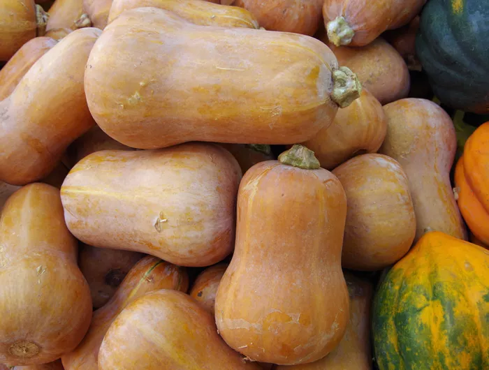 pile of honeynut squash