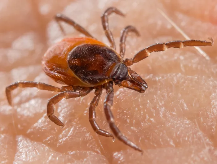 close up of a tick on human skin