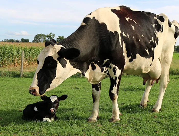 Cow and calf in a field