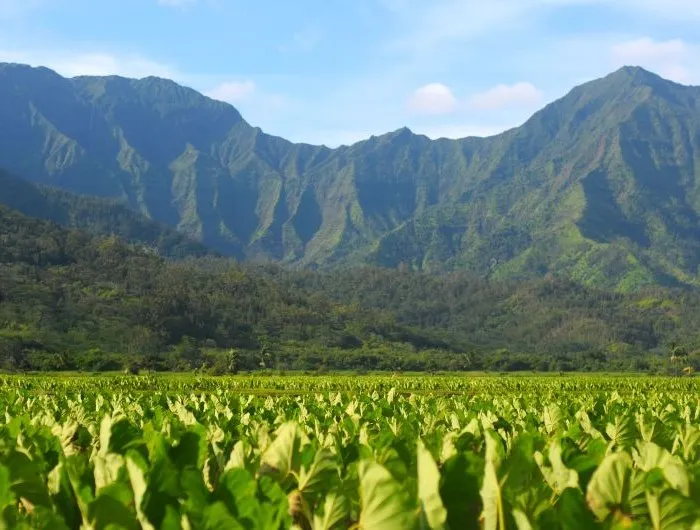 A taro farm in Hawaii.