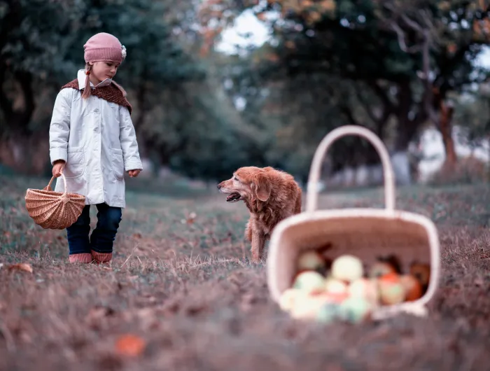 A girl and a dog in an apple orchard with an out-of-focus basket of apples in the foreground
