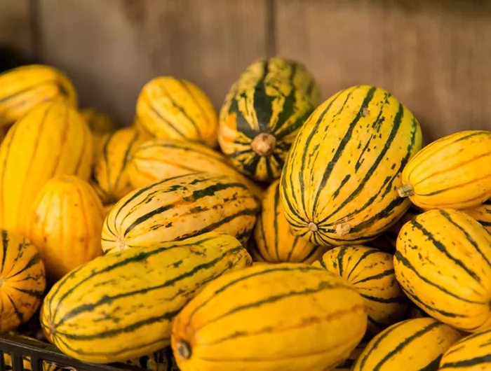 delicata squash
