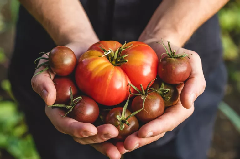 hands holding tomatoes
