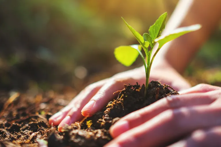 hands planting a young plant