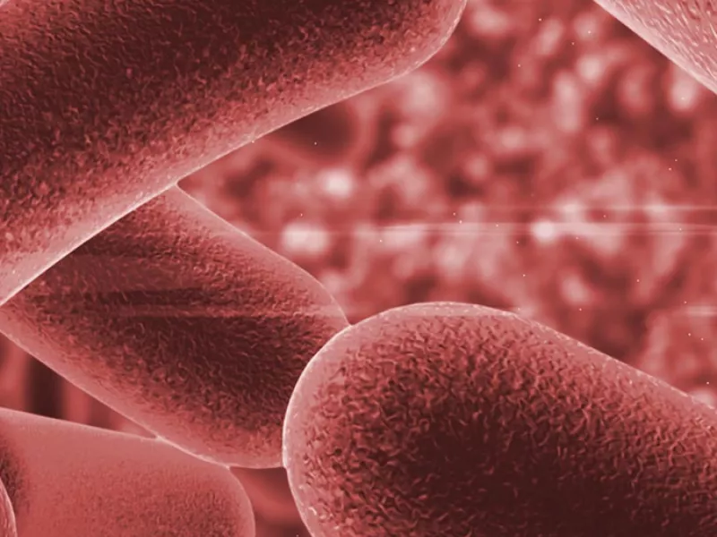 microscopic image of bacteria