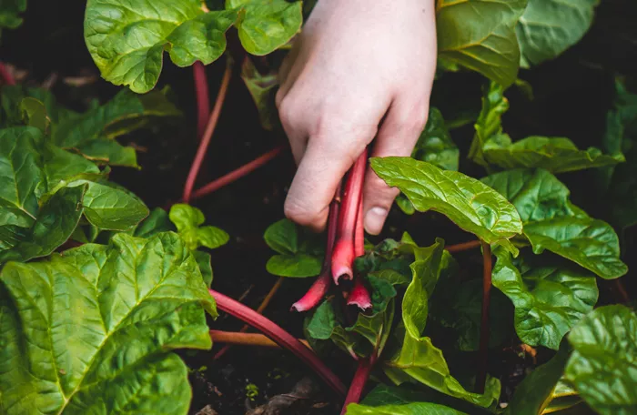 picking swiss chard