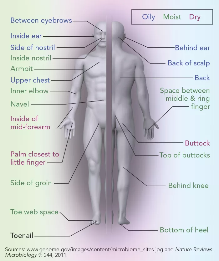 microbiome skin diagram