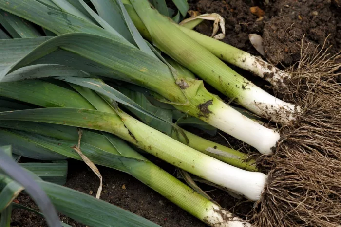 Seasonal produce - Large green leeks just harvested, with roots and dark green tops
