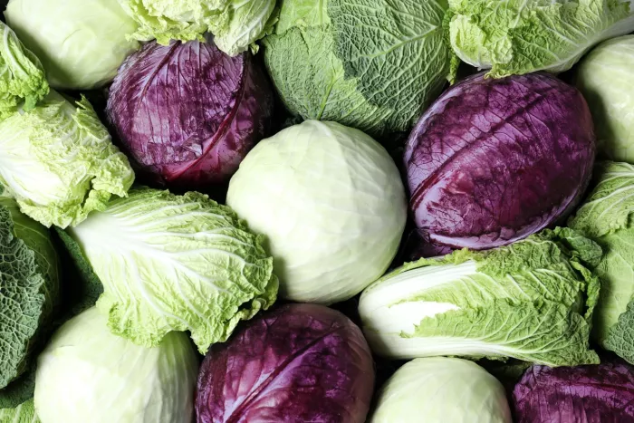 Seasonal produce - a variety of cabbages, including red or purple, green, Napa and savoy cabbage