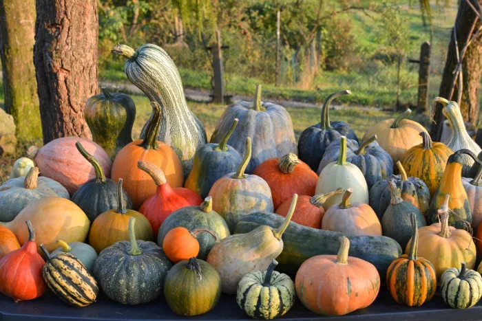Seasonal produce - a collection of winter squashes and pumpkins, including acorn, Hubbard, delicata, and other winter squash varieties