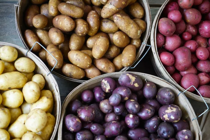 Seasonal produce - a variety of potatoes, including russet, white or yellow, purple, and red, from overhead in bins for sale