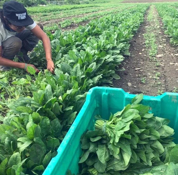 Rock Steady Farm staff harvesting spinach. 