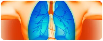 colorful diagram of the lungs
