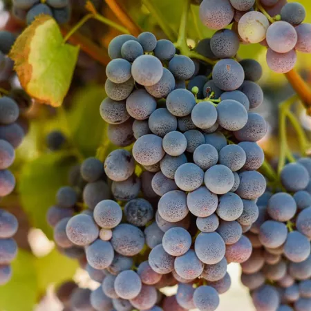 Thomcord grapes on the vine