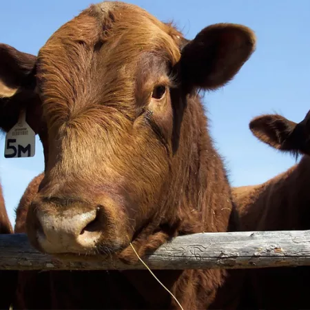 cows behind wooden fence