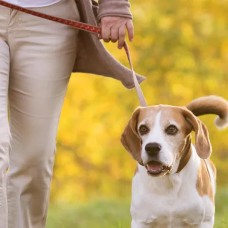 a woman walking her dog