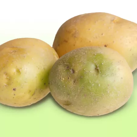 green potatoes