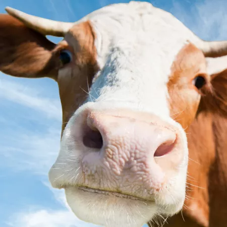 cow