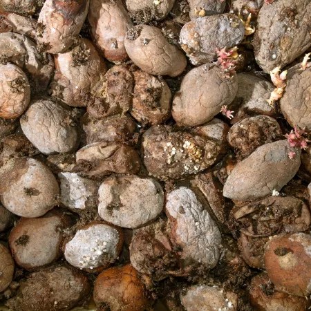 A bunch of rotting potatoes