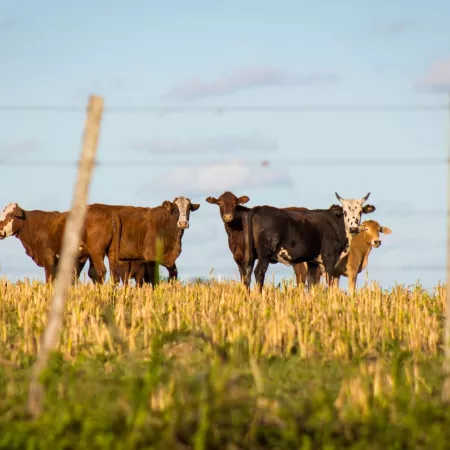 Cattle in a field