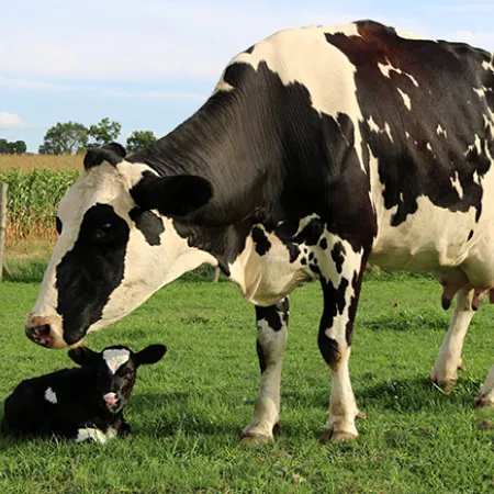 Cow and calf in a field