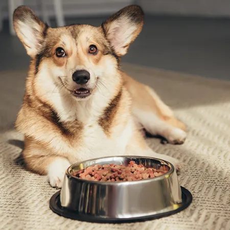 Dog with pet food bowl