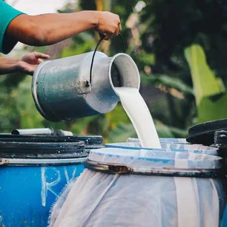 Raw milk being poured into a container