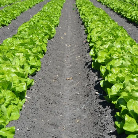 Yuma Lettuce Outbreak Investigation Highlights Urgent Need to Fully Implement Food Safety Modernization Act