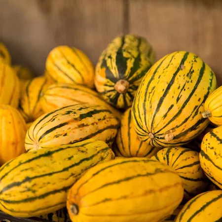 delicata squash
